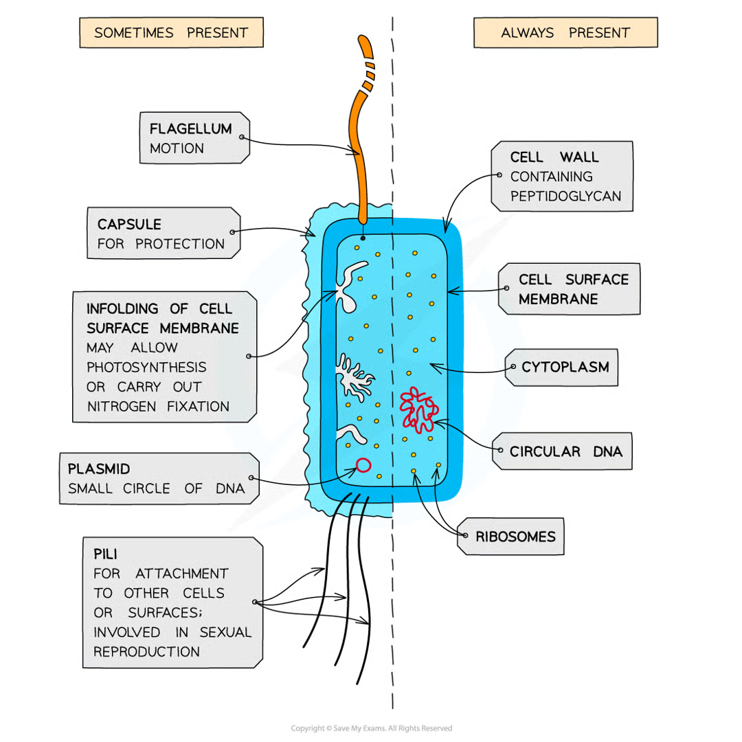 <ul><li><p>small single celled prokaryotes</p></li><li><p>lacks membrane-bound organelles</p></li><li><p>70S ribosomes</p></li><li><p>No nucleus- only have dna loop/ plasmid</p></li><li><p>cell wall with peptidoglycan</p></li><li><p>cell memrbane with mesosome cell membrane folding</p></li><li><p>capsule- prevents cell dehydration</p></li><li><p>flagella- movement</p></li><li><p>pili- allows bacteria to attach to other cells/ surfaces and transfer substances</p></li></ul><p></p>