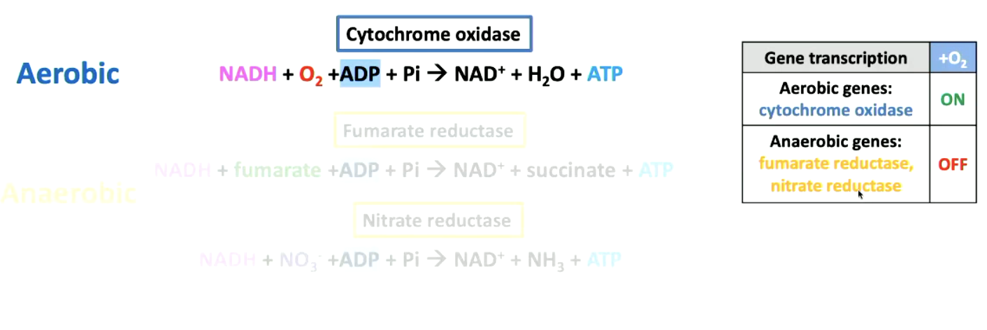 <p><span>Represses transcription of aerobic genes, e.g., cytochrome oxidase</span></p>