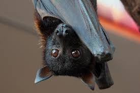 <p>Old world fruit bats</p><ul><li><p><span style="background-color: transparent;"><span>No echolocation or associated features, mostly navigated by vision with big eyes. Teeth for fruit and have a ridged palate.</span></span></p></li><li><p><span style="background-color: transparent;"><span>Mostly nocturnal, fly long distances to find fruit</span></span></p></li></ul><p></p>