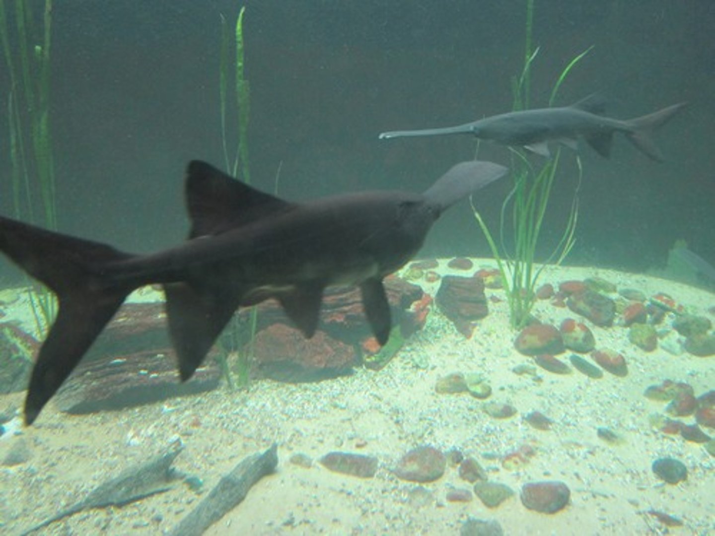 <p>Paddlefish</p>