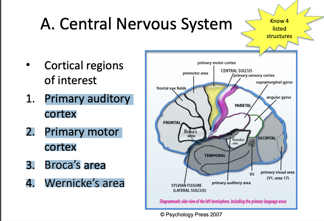 <ol><li><p>Primary auditory cortex </p></li><li><p>Primary motor cortex </p></li><li><p>Broca’s area </p></li><li><p>Wernicke’s area</p></li></ol><p></p>