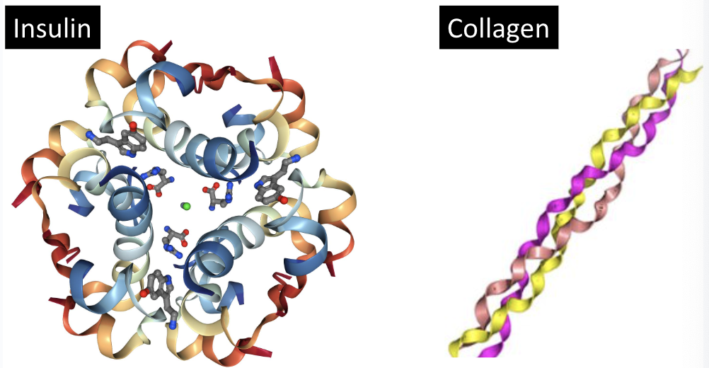 <p>structure composed only of polypeptides</p><ul><li><p>ex. insulin, collagen</p></li></ul><p></p>