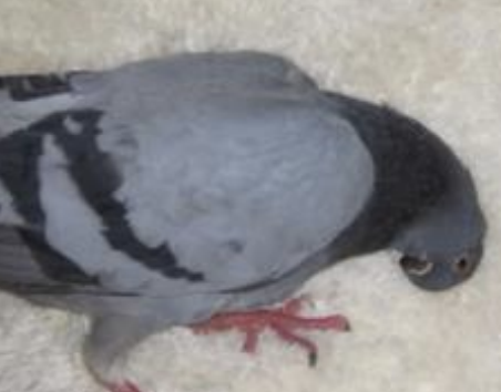 <p>Which type of Paramyxovirus causes both exotic Newcastle disease and Pigeon paramyxovirus? If this is suspected, the official vet must be contacted, as it is notifiable.</p>