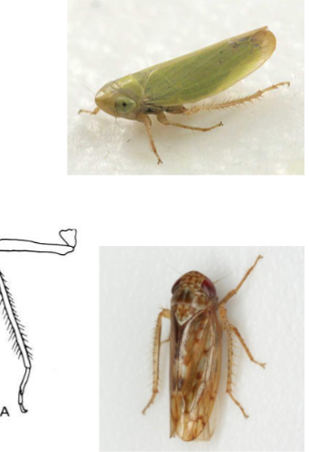 <p>Name the family</p>