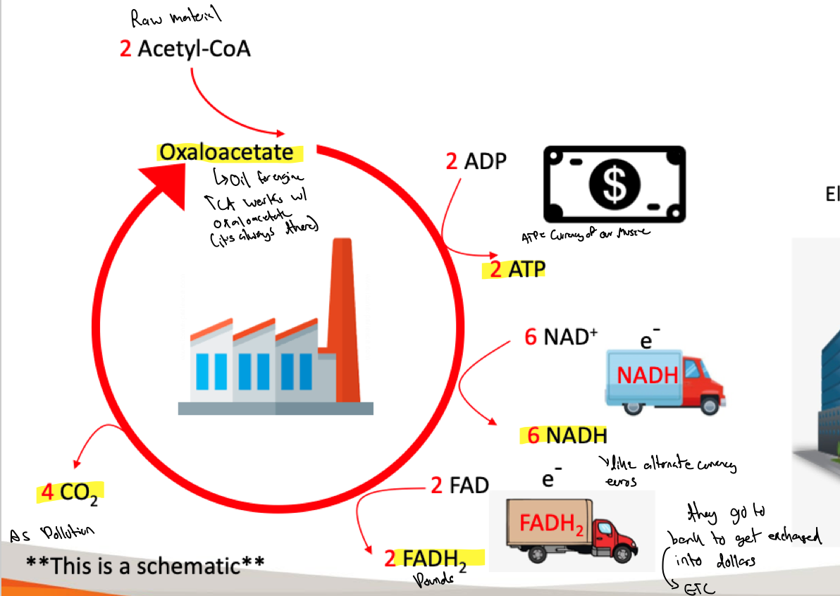 <p>Oxaloacetate:</p><ul><li><p>Oil for the engine</p></li><li><p>TCA cycle works w/ oxaloacetate (its always there)</p></li></ul><p></p><p>Acetyl-Coa</p><ul><li><p>Raw material</p></li></ul><p></p><p>ATP</p><ul><li><p>Currency of our muscles</p></li></ul><p></p><p>NADH &amp; FADH2</p><ul><li><p>Alternate forms of currency</p><ul><li><p>they go to bank (ETC) to get exchanged into dollars (usable currency)</p></li></ul></li></ul>