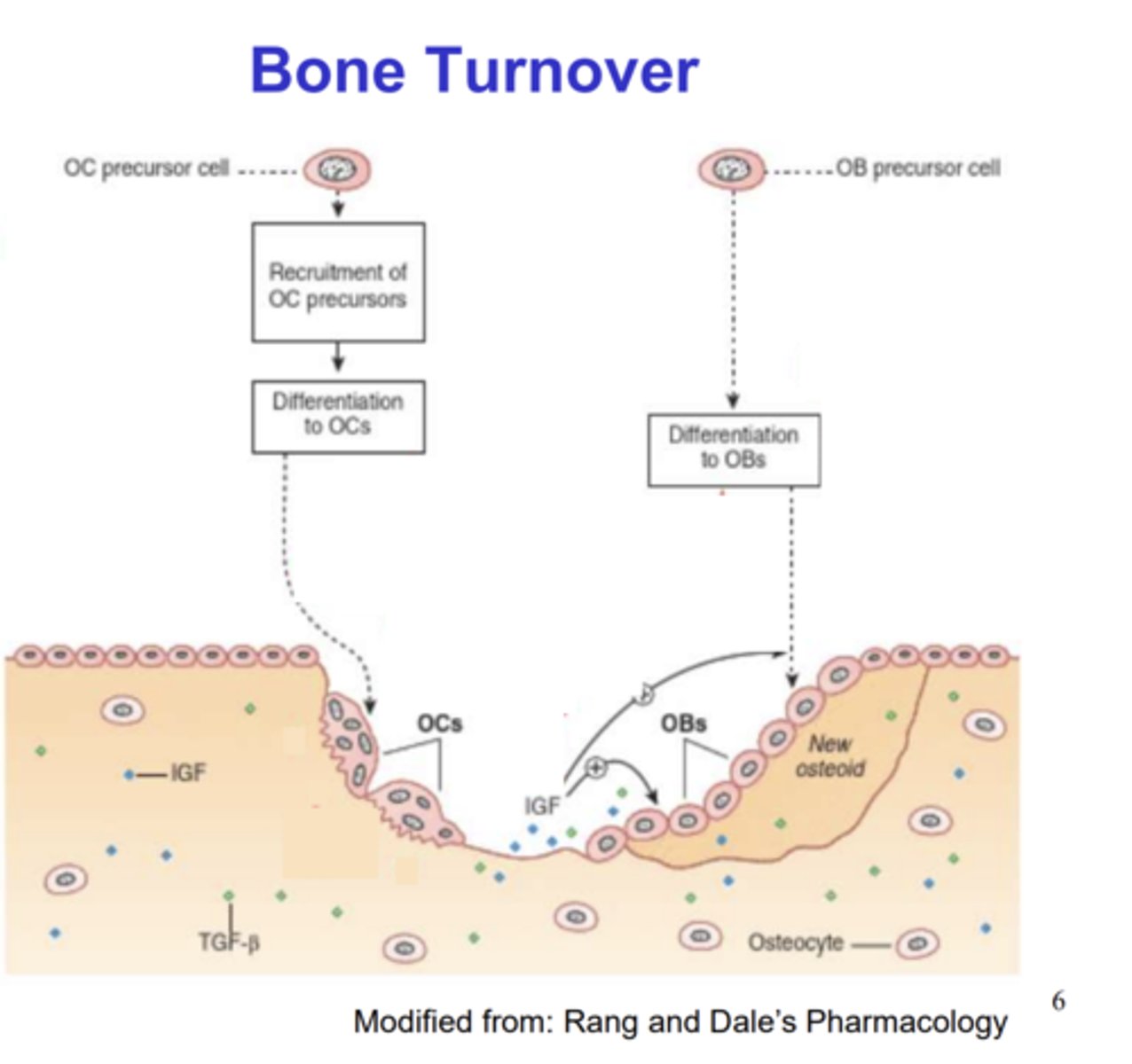 <p>- Sequestered growth factors such as IGF and TGF-β are released from the bone when OCs dissolve the bone.</p><p>- IGF and TGF-β encourage differentiation of recruited OBs.</p><p>- This allows OBs to attach to the bone and stimulate deposition.</p>
