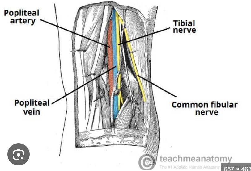 <p>Popliteal fossa</p>
