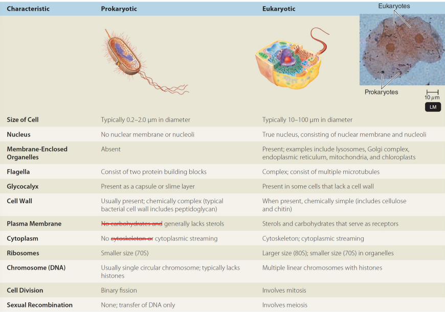 <p>Prokaryotes are unicellular organisms that lack a defined nucleus and membrane-bound organelles, while eukaryotes are multicellular (or unicellular) organisms that possess a true nucleus and are more complex in structure. </p>