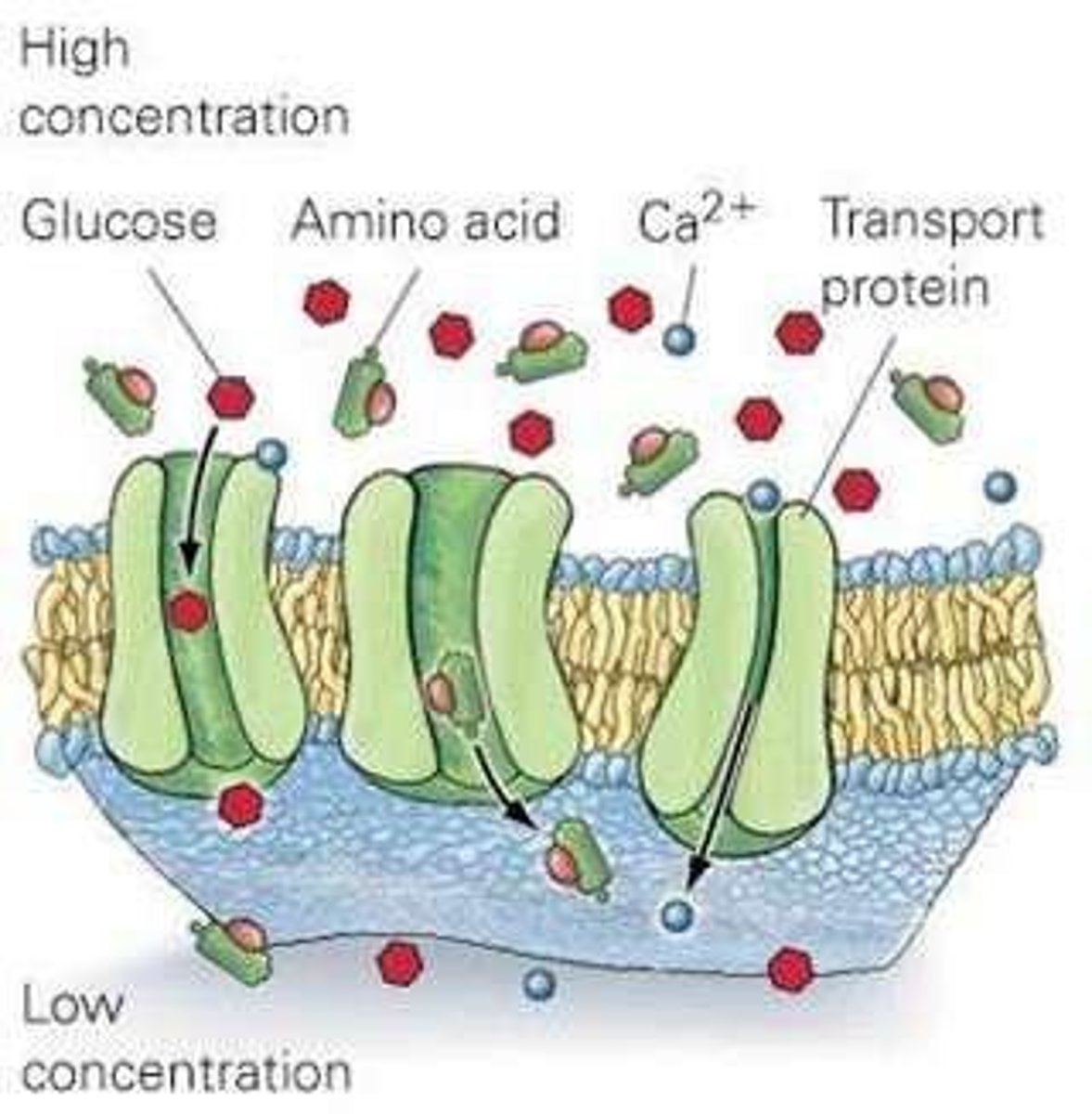 <p>Transport proteins help move hydrophilic and charged molecules across the membrane from high to low concentration without using energy.</p>