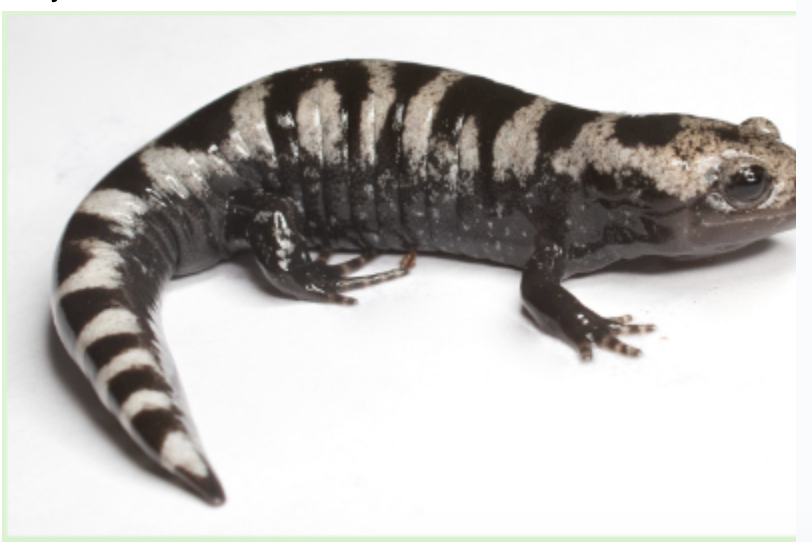<p>marbled salamander</p>