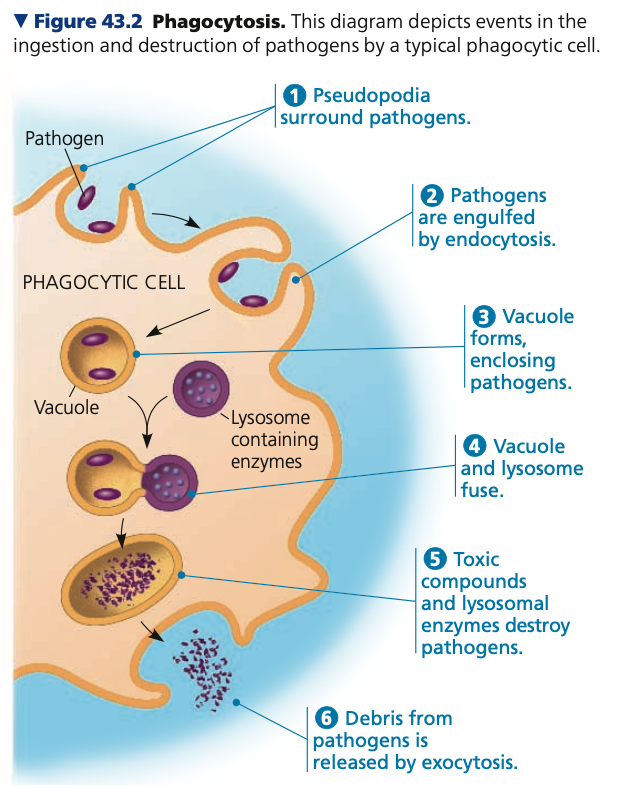**Hemocytes**

* Major immune cells of insects ______ microorganisms
  * Ex. entrap Plasmodium 
* Release antimicrobial ______
  * Circulate body to inactivate/kill fungi and bacteria through disruption of cell membrane