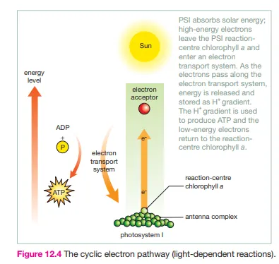 knowt flashcard image