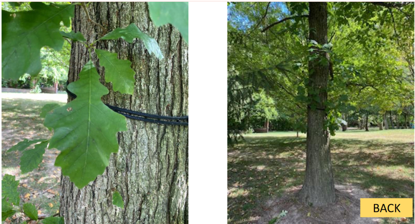 <p>Bur oak </p>
