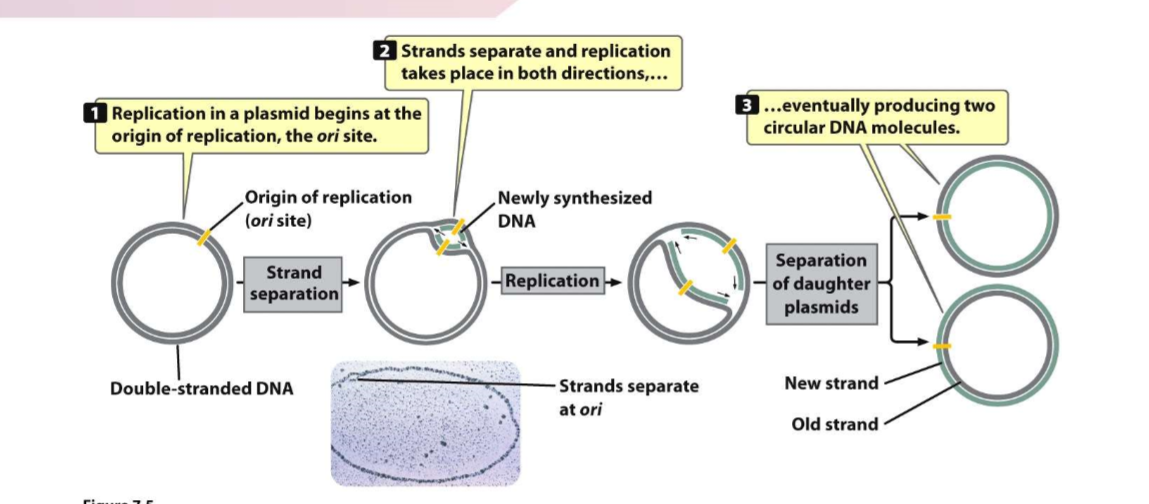 <ul><li><p>Replication begins at ori site </p></li><li><p>strands separate and replication begins in both directions for each strand </p></li><li><p>Two daughter cells will be produced, possibility of new strand inside or outside</p></li></ul><p></p>