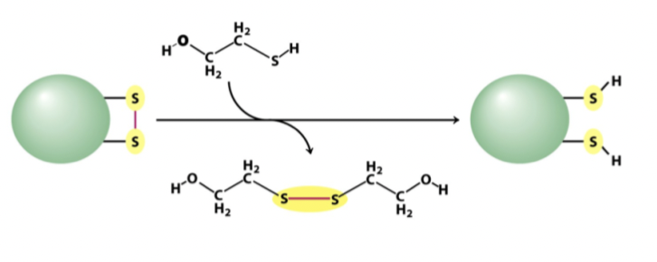 <p>DTT reducerar disulfidbryggor. </p>