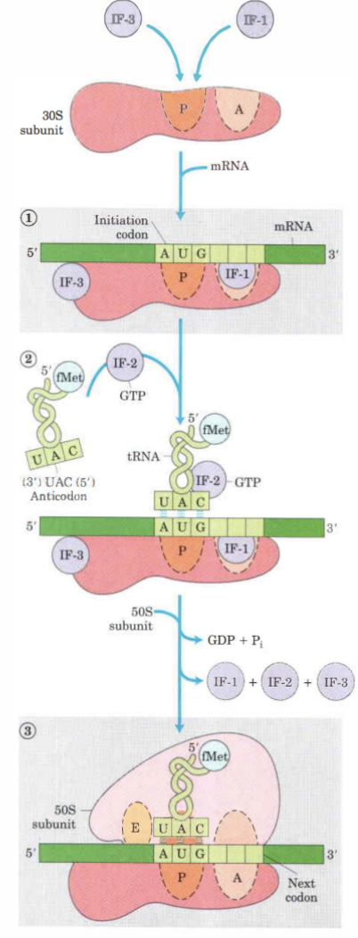 <ol><li><p>Initieringsfaktorerna <strong>IF1</strong> och IF3 binder in till 30S subenheten.</p></li><li><p>IF1 binder till A-site.</p></li><li><p>mRNA binder rätt till 30S subenhetens genom guidning av Shine-delgarno-sekvensen beläget ca 8 baspar från startkodonet.</p></li><li><p>AUG placerar i P-site, fMet-tRNA är den enda aminoacyl-tRNA som binder hit först.</p></li><li><p>GTP-bundet IF2 och fMet-tRNA binder in till preinitieringskomplexet.</p></li><li><p>50S subenheten binder in samtidigt som GTP bundet till IF2 hydrolyseras och då dissocierar från komplexet.</p></li><li><p>Ett 70S komplex har bildats och elongering startar.</p></li></ol>