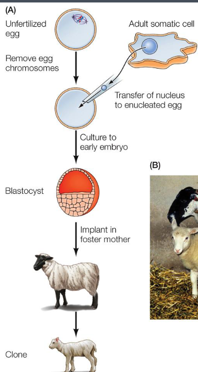 <p>Nucleus of a mammary epithelial cell that was transplanted into an unfertilized egg and implanted into a surrogate mother. (somatic cell nuclear transfer) </p>