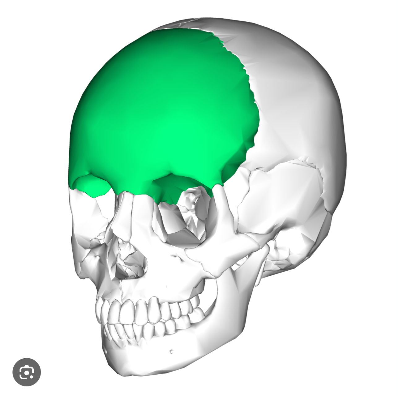 <p>HEAD &amp; NASAL REGION</p><p>Anterior portion of the skull, forms forehead and roof of eye sockets&nbsp;</p>