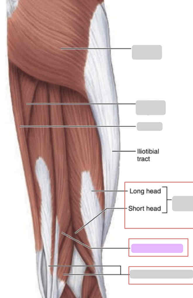 <p><span>Posterior thigh (superficial)</span></p>