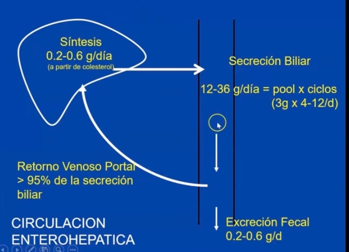<p>Produccion hepatica de secrecion biliar 1000ml/día, se concentra en la vesícula biliar.</p><p>Se concentra de 10 a 20 veces y se secreta en el duodeno 500ml/día</p><p></p><p>A partir del colesterol x día = sintetiza 0.2 - 0.6g/día</p><p>Se secreta a la luz del duodeno y la mayor parte de lo secretado vuelve x retorno venoso portal. Circulacion enterohepatica de las sales biliares </p><p>12- 36g x dia se secretan, retornan &gt;95% y se excreta 0.2 a 0.6g /día (forma de excretar colesterol) </p>