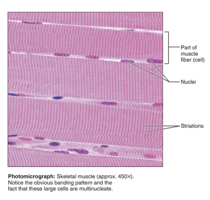 <p>Long, cylindrical, multinucleate cells; obvious striations.</p>