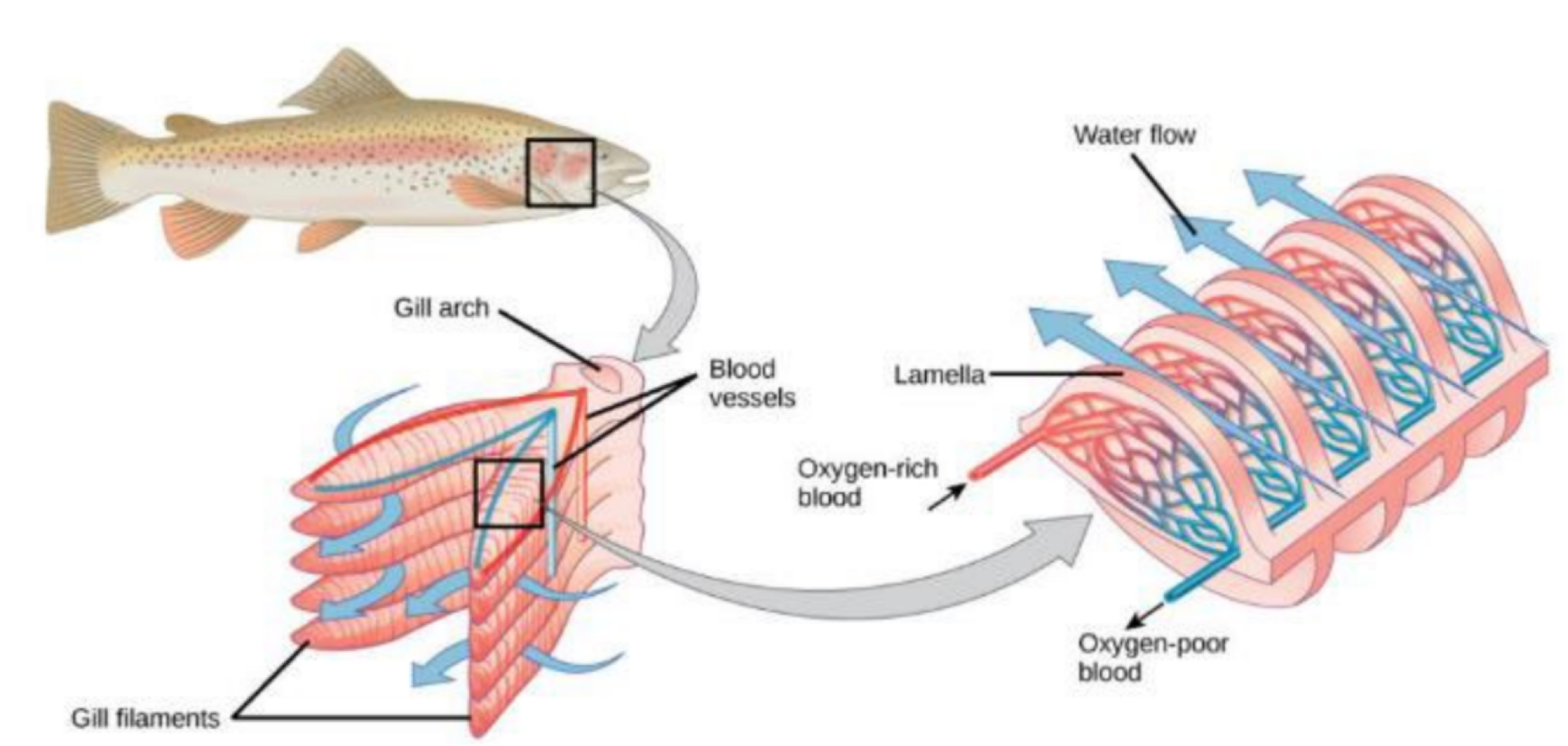<p>false. water and blood move in one direction in the gills and their blood vessels, respectively</p>