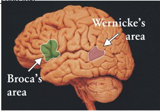 <p>Brocas- motor area of the frontal cortex that allows our mouth/tongue to move speech</p><p>Wernicke’s- understanding of speech</p>