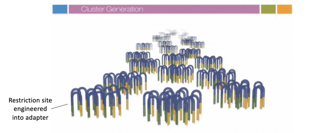<ul><li><p>after cluster generation, each cluster contains forward + reverse strands but sequencing-by-synthesis method requires a single stranded template, all oriented the same way</p><ul><li><p>one strand must be removed</p></li></ul></li><li><p>restriction sites are included into the adapter; the site is only present in one strand orientation</p></li><li><p>restriction enzyme cuts and removes the reverse strands</p></li></ul><p></p>