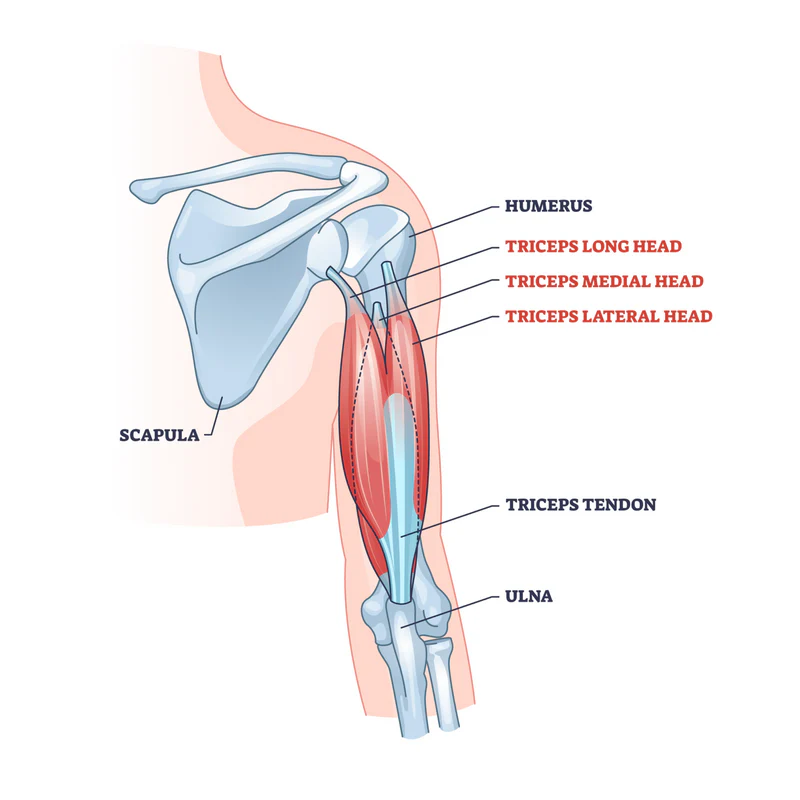 <p>Extends arm at elbow</p>