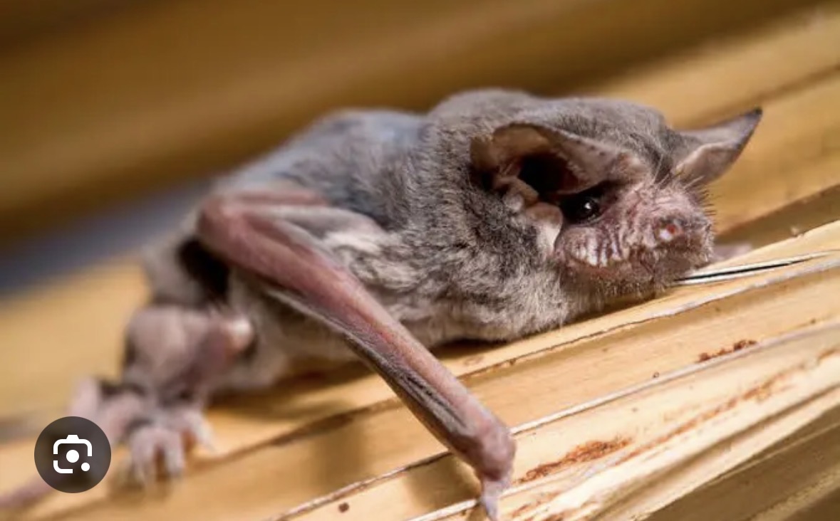 <p>free-tailed bat </p>