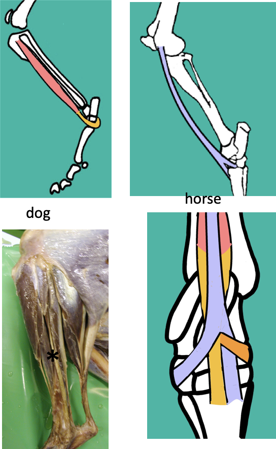 <p>a) <strong>Peroneus longus</strong></p><ul><li><p>DOG AND CAT</p></li><li><p><u>Origin</u> - lateral tibia & fibula</p></li><li><p><u>Insertion</u> - Plantar aspect of tarsus; wraps around from the front to back </p></li></ul><p></p><p>b)<strong> Peroneus tertius </strong></p><ul><li><p>HORSE ONLY</p></li><li><p><u>Origin</u> - Lateral femoral condyle </p></li><li><p><u>Insertion</u> - Has TWO </p><ul><li><p>3rd metatarsal (WITH cranial tibial muscle)</p></li><li><p>LATERAL aspect of the tarsus</p></li><li><p>Essentially inserts the opposite way from the cranial tibial muscle, forming a sort of girdle around the hock </p></li></ul></li><li><p>Is more of a<u> fibrous cord</u> than an actual muscle belly </p></li></ul><p></p><p><strong>FUNCTION - </strong>hock <strong>FLEXION</strong></p><p></p><p><strong>Nerve supply -</strong> Peroneal / fibular nerve (branch of SIATIC)</p><p></p>