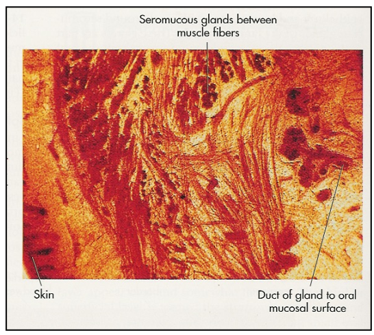 <ul><li><p>Non-keratinized </p></li><li><p>Lamina propria → highly vascular </p></li><li><p>Submucosa → contains adipose tissue and minor salivary glands </p></li><li><p>May have Fordyce granules, melanin pigmentation </p></li></ul><p></p>
