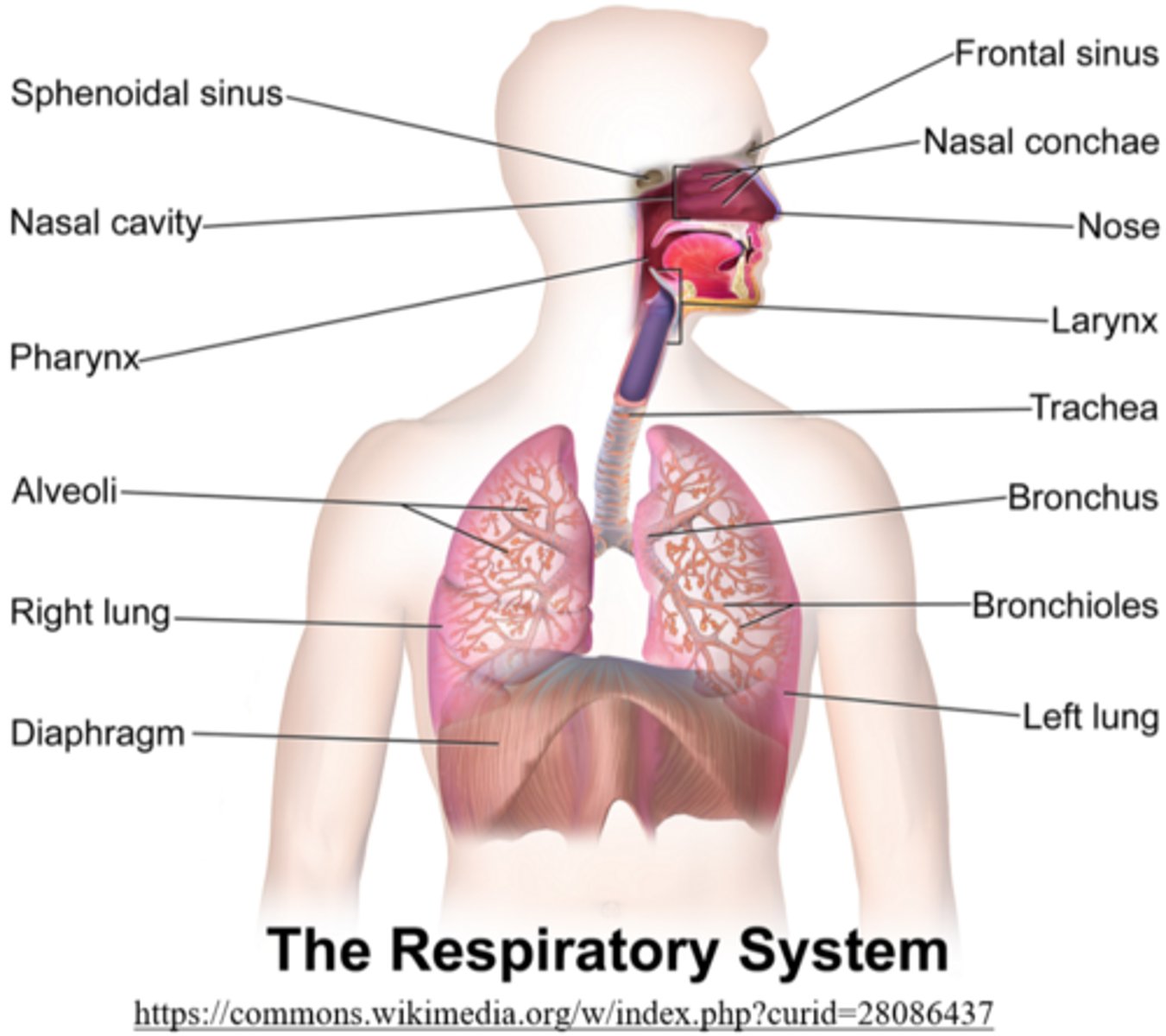 <p>bronchioles; alveoli</p>