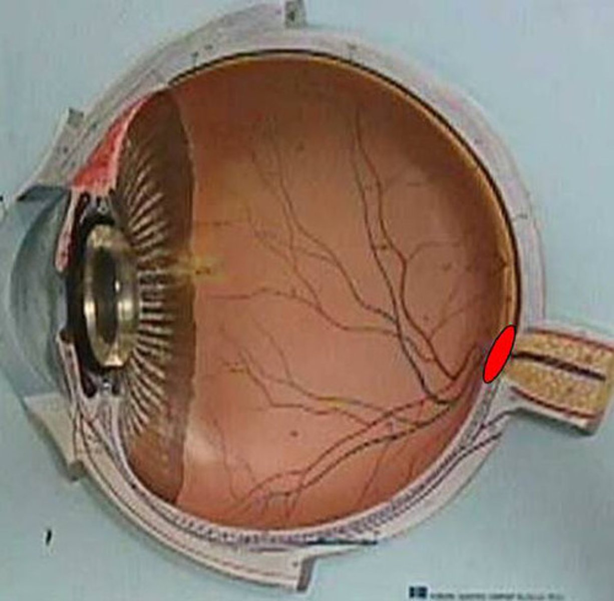 <p>circular area at the back of the eye where the optic nerve exits to connect to the brain; serves as the connection for all the retinal nerve fibers, forming the optic nerve and transmitting visual information as electrical signals to the brain</p>