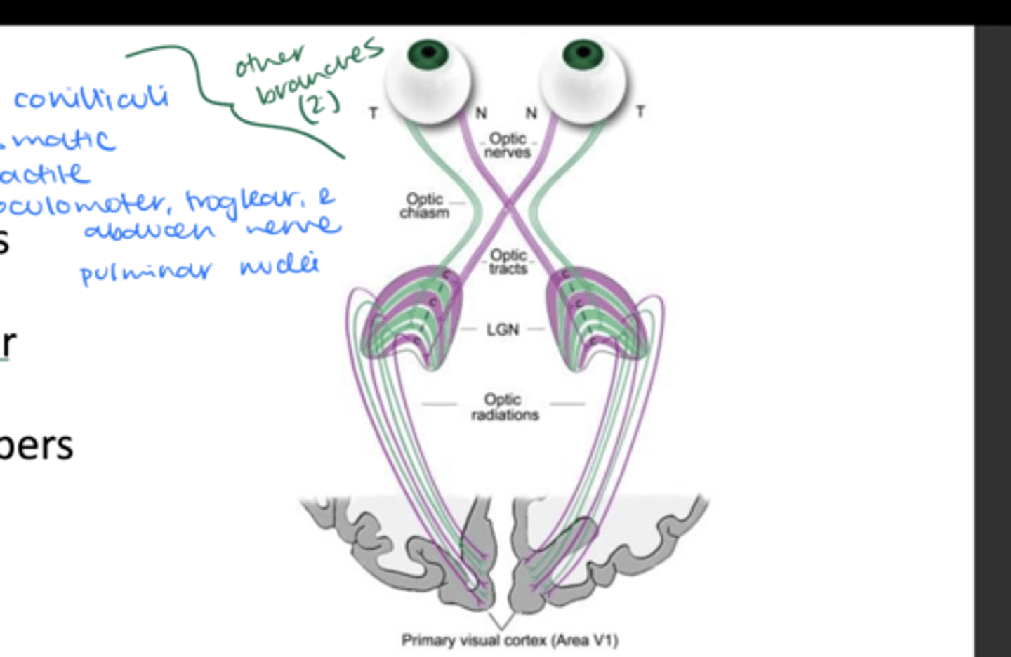 <p>Connects optic chiasm to the LGN</p>