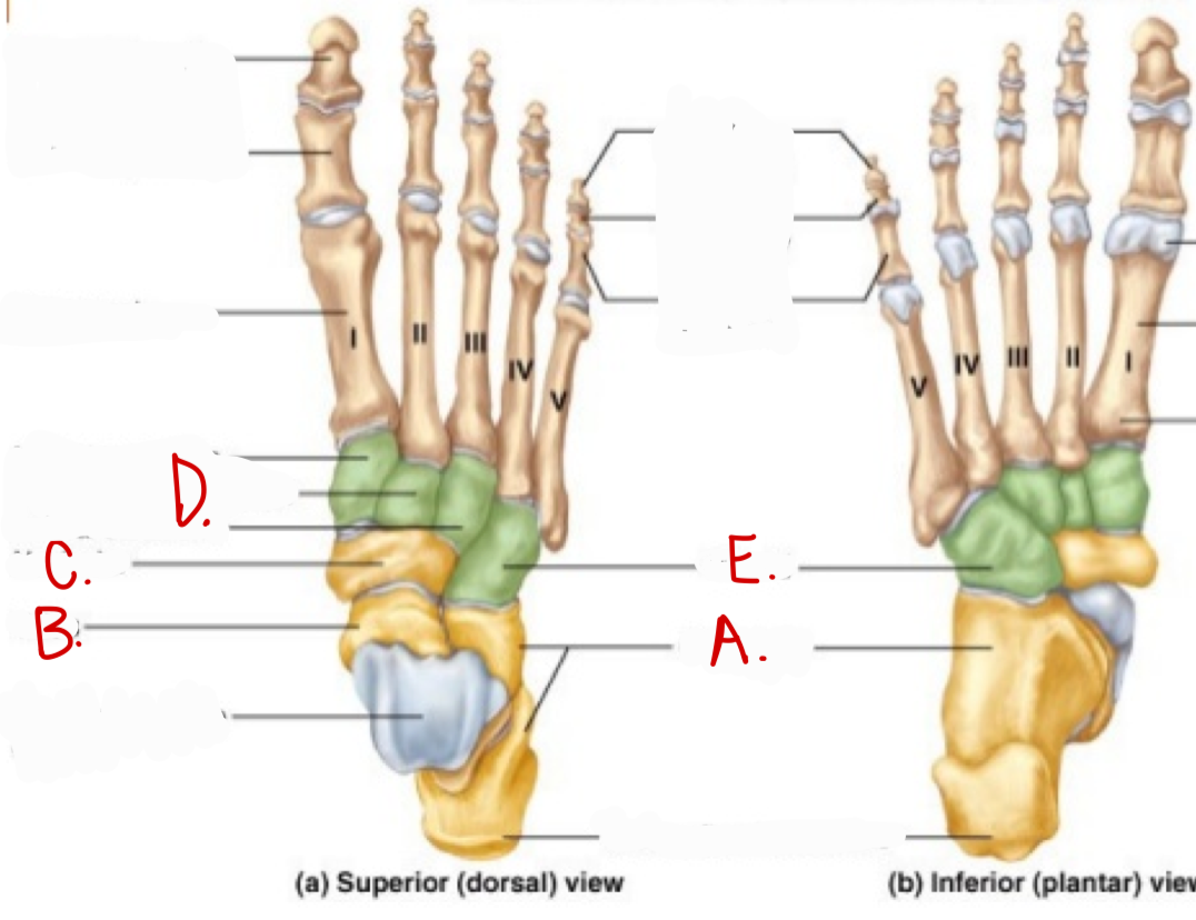 <p>b</p>