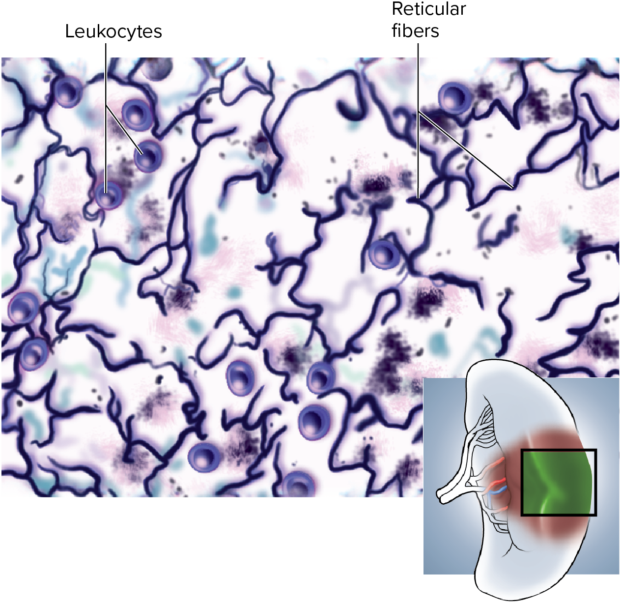 <p><span>provides</span><span style="color: blue"><strong> structural framework </strong></span><span>for <strong>organs</strong></span></p><ul><li><p><span>especially in the <strong>immune system&nbsp;</strong></span></p></li></ul><p></p>