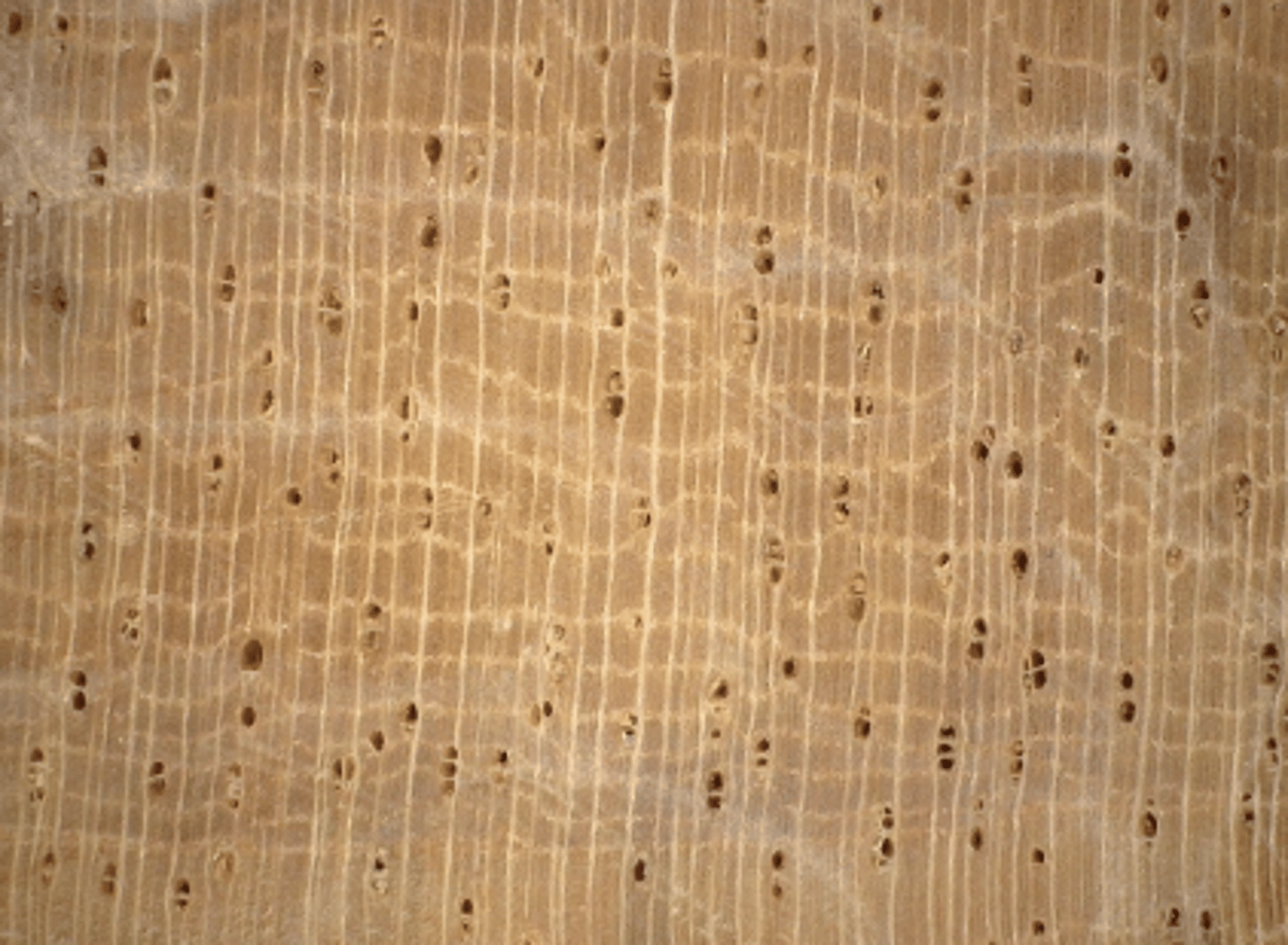 <p>Few small pores; radial multiples of 2-5 and pore cluster; concentric parenchyma</p>