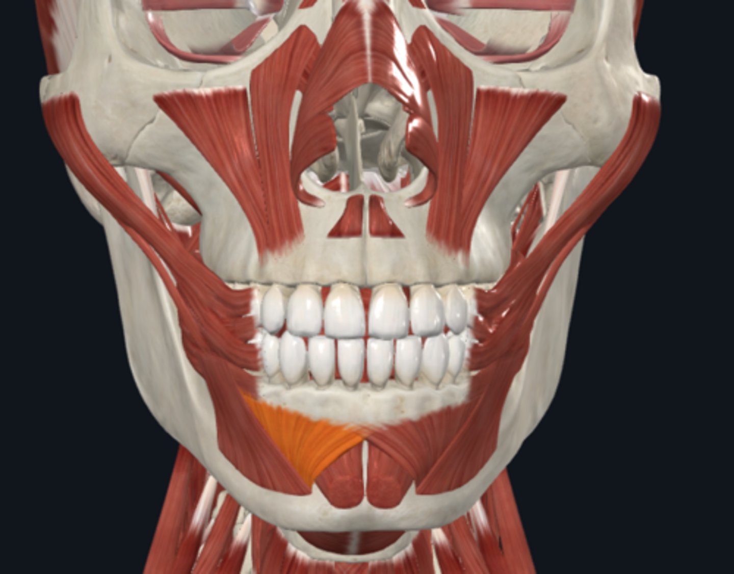 <p>Where is the attachment of the Depressor labii inferioris muscle what is its function?</p>