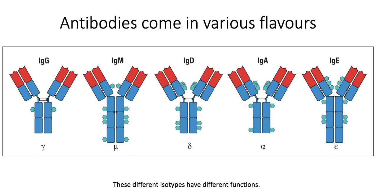 <ul><li><p class="isSelectedEnd"><span>Five major isotypes: </span><strong><span>IgG, IgM, IgD, IgA, IgE</span></strong><span>.</span></p></li><li><p class="isSelectedEnd"><span>Called </span><strong><span>isotypes/classes</span></strong><span>; each has distinct </span><strong><span>structure</span></strong><span> and </span><strong><span>function</span></strong><span>.</span></p></li><li><p class="isSelectedEnd"><span>Structural differences include </span><strong><span>number/type of glycans</span></strong><span> and </span><strong><span>constant region features</span></strong><span>.</span></p></li><li><p><span>These structural variations determine their </span><strong><span>effector functions</span></strong><span> in immunity.</span></p></li></ul><p></p>