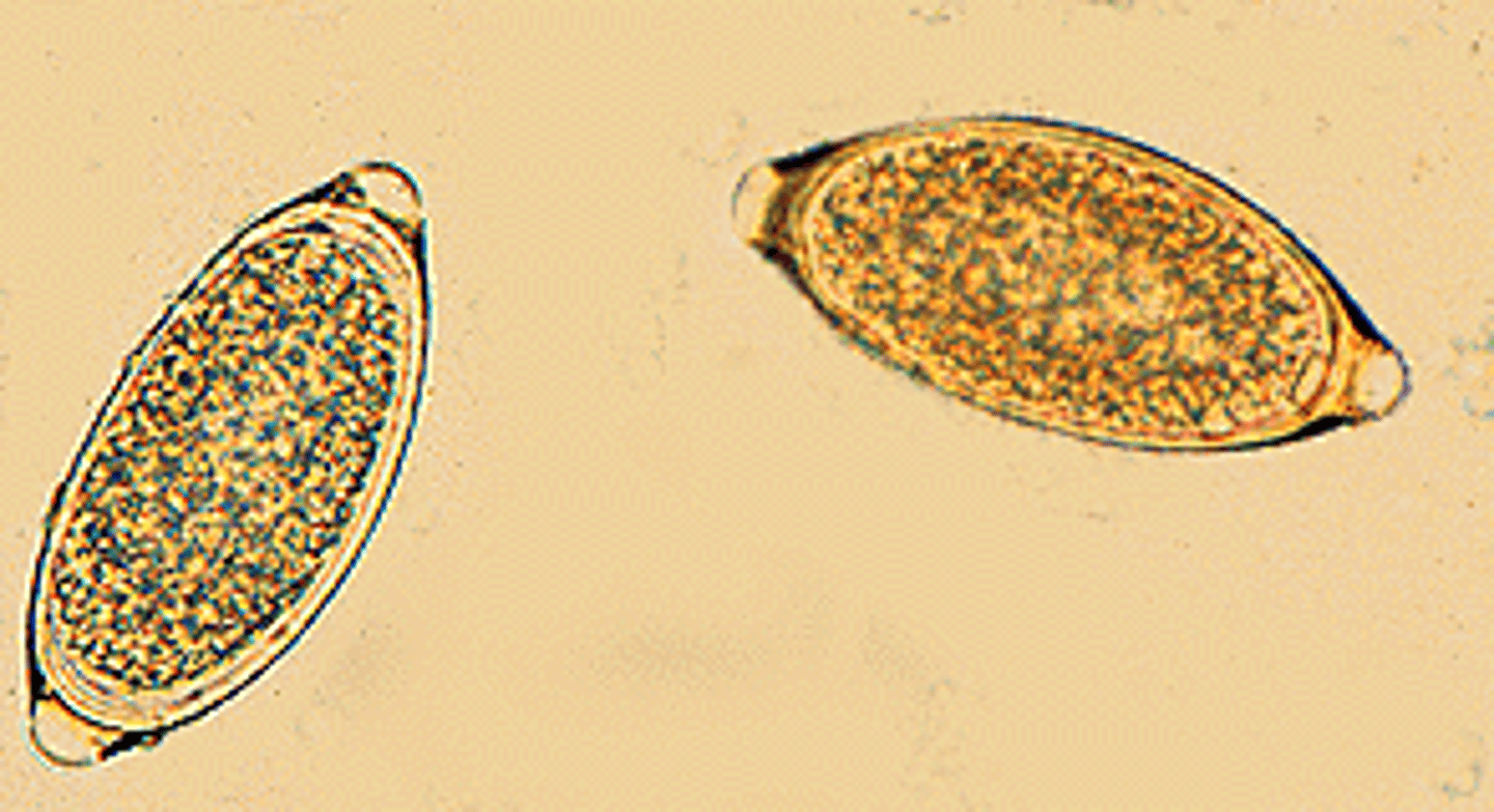<p>the eggs are ingested and the larvae are released into the intestines. they will penetrate and implant themselves into the mucosa of the small intestines where they develop for 2 weeks. they will travel through the large intestine where they attach, feed, and reproduce. they are diagnosed by the visualization of eggs in a fecal analysis (float and/or smear)</p>
