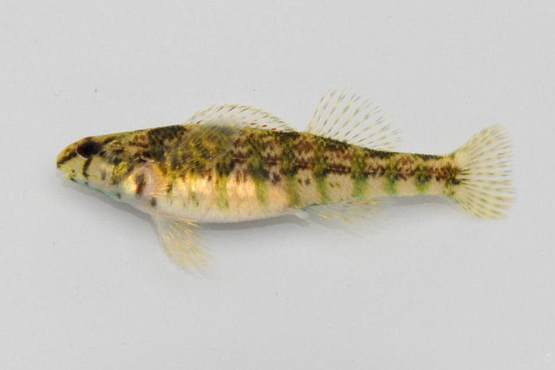 <p>Flathead Catfish; broad flat head, mottled brown coloration, lower jaw projects beyond upper.</p>