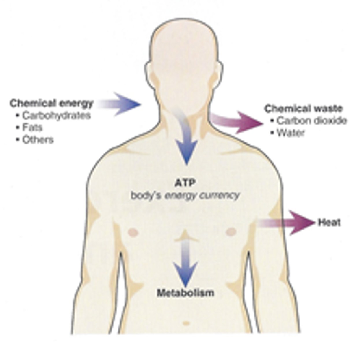 <p>The study of how organisms manage their energy resources</p>