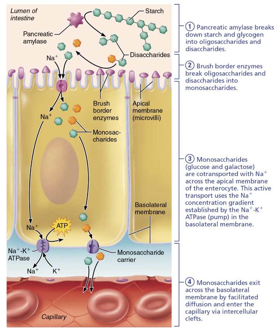 <ol><li><p><span style="color: green;"><strong><span>Pancreatic amylase</span></strong></span> breaks down starch and glycogen (<span style="color: blue;"><strong><mark data-color="blue" style="background-color: blue; color: inherit;"><span>Polysaccharides</span></mark></strong></span>) → oligosaccharides and disaccharides&nbsp;&nbsp;</p></li><li><p><span style="color: green;"><strong><span>Brush border enzymes</span></strong></span> break <span style="color: blue;"><strong><span>oligosaccharides and disaccharides</span></strong></span> → monosaccharides</p></li><li><p><span style="color: red;"><strong><span>Monosaccharides</span></strong></span> (<span style="color: red;"><span>glucose and galactose</span></span>) are <span style="color: rgb(0, 0, 0);"><strong><span>cotransported</span></strong></span> across the <span style="color: purple;"><strong><mark data-color="purple" style="background-color: purple; color: inherit;"><span>apical membrane of the absorptive epithelial cell</span></mark></strong><span>&nbsp;</span></span></p><ul><li><p>This active transport uses the Na+ concentration gradient established by the Na<sup>+</sup>-K<sup>+</sup> ATPase (pump) in the basolateral membrane</p></li></ul></li><li><p><span style="color: red;"><strong><span>Monosaccharides</span></strong><span> exit</span></span> across the <span style="color: purple;"><strong><mark data-color="purple" style="background-color: purple; color: inherit;"><span>basolateral membrane</span></mark></strong></span> by facilitated diffusion and enter the <span style="color: purple;"><strong><mark data-color="purple" style="background-color: purple; color: inherit;"><span>capillary</span></mark></strong></span> via intercellular clefts&nbsp;</p></li></ol><p></p>