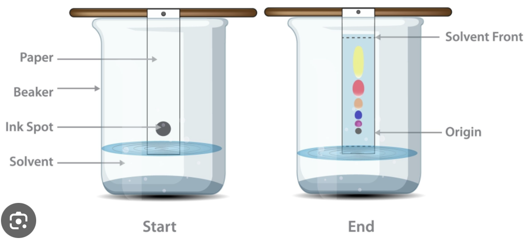 <p>separates substances based on solubility. </p>