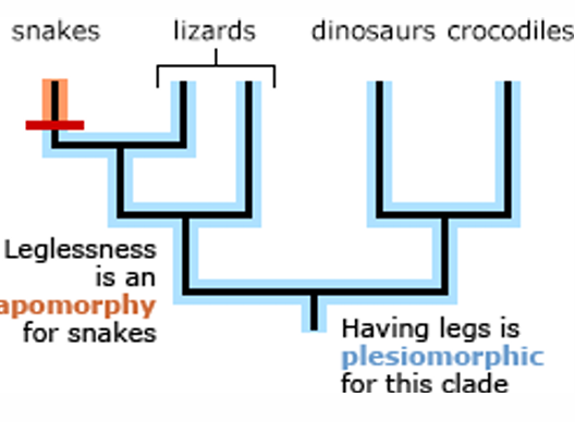 <p><strong>Important Assumptions in Trees</strong></p>