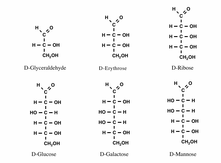 <ol><li><p>D-glyceraldehyde</p></li><li><p>D-erythrose</p></li><li><p>D-ribose</p></li><li><p>D-glucose</p></li><li><p>D-galactose</p></li><li><p>D-mannose</p></li></ol><p></p>