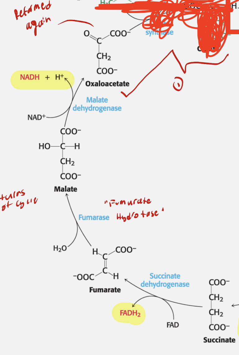 <p>Regeneration Phase</p><ul><li><p>Step 6</p><ul><li><p>Succinate + FAD</p></li><li><p>Enzyme: Succinate Dehydrogenase</p></li><li><p>Product: Fumarate + FADH2</p></li></ul></li></ul><p></p><ul><li><p>Step 7</p><ul><li><p>Reactant: Fumarate + H2O</p></li><li><p>Enzyme: Fumarase (Fumarate Hydrolase)</p></li><li><p>Product: Malate</p></li></ul></li></ul><p></p><ul><li><p>Step 8</p><ul><li><p>Reactant: Malate + NAD+</p></li><li><p>Enzyme: Malate Dehydrogenase</p></li><li><p>Product: Oxaloacetate + NADH</p></li></ul></li></ul><p></p>