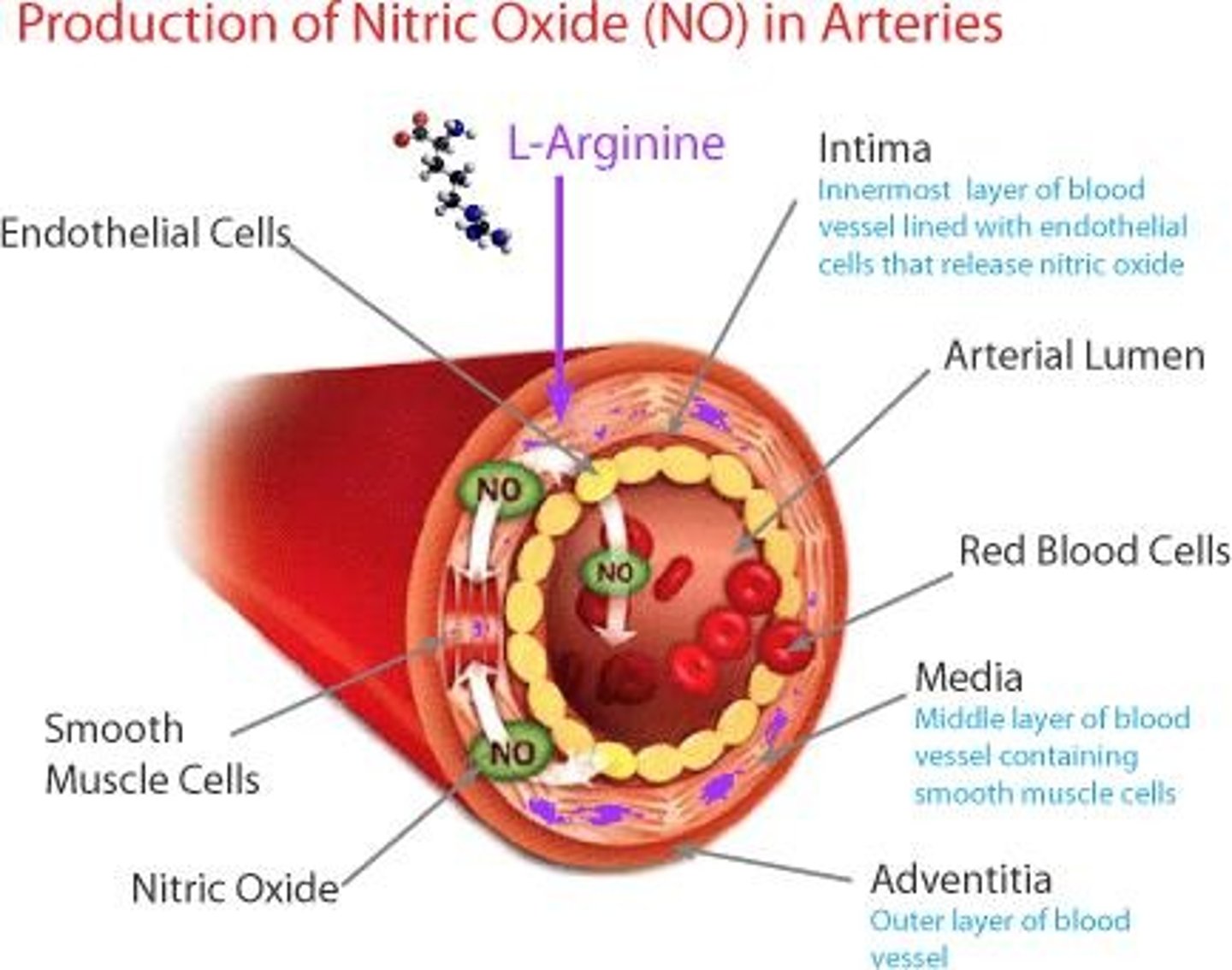 <p>Hormone that enhances cardiac output and blood flow.</p>