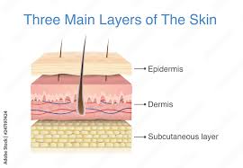 <p><strong>Epidermis:</strong> outermost later (aka cuticle or scarf skin)</p><p><strong>Dermis: </strong>underlying, or inner, second layer (aka derma corium, cutis or true skin)</p><p><strong>Subcutaneous layer: </strong>located below the dermis and is composed primarily of adipose (fatty) tissue (aka subcutis or subdermal)(</p>